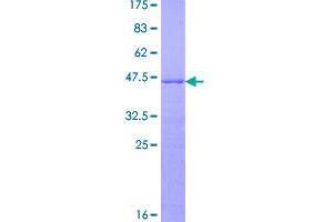 Image no. 1 for Ribonuclease P/MRP 25 Subunit-Like (RPP25L) (AA 1-163) protein (GST tag) (ABIN1347705)