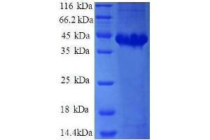 Adaptor-Related Protein Complex 2, sigma 1 Subunit (AP2S1) (AA 1-142), (full length) protein (GST tag)