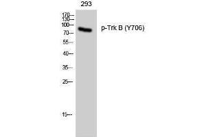 Western Blotting (WB) image for anti-Neurotrophic Tyrosine Kinase, Receptor, Type 2 (NTRK2) (pTyr706) antibody (ABIN3179514) (TRKB anticorps  (pTyr706))
