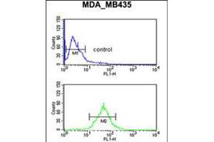 Flow cytometric analysis of MDA-MB435 cells (bottom histogram) compared to a negative control cell (top histogram). (TFPT anticorps  (N-Term))