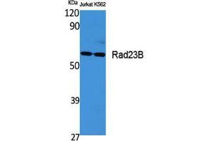Western Blot (WB) analysis of specific cells using Rad23B Polyclonal Antibody.