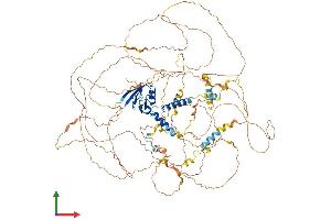 AlphaFold protein structure predicition of Human Recombinant SYNPO2L Protein, UniprotID Q9H987