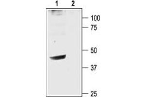 Western blot analysis of rat brain membranes: - 1.