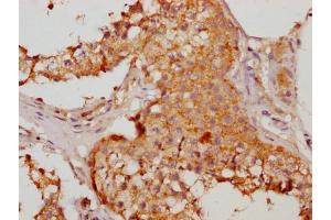 IHC image of ABIN7155996 diluted at 1:200 and staining in paraffin-embedded human testis tissue performed on a Leica BondTM system.
