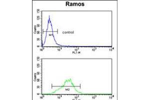 Flow cytometry analysis of Ramos cells (bottom histogram) compared to a negative control cell (top histogram). (RPS9 anticorps  (C-Term))