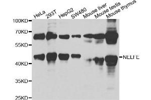 Western blot analysis of extracts of various cell lines, using NELFE antibody. (RDBP anticorps)