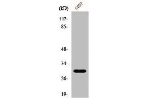 Western Blot analysis of COS7 cells using GCSm-γ Polyclonal Antibody (GCLM anticorps  (Internal Region))