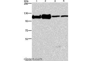 Western blot analysis of 293T, K562, NIH/3T3 and hela cell, using MCM6 Polyclonal Antibody at dilution of 1:500 (MCM6 anticorps)