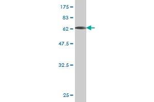 Western Blot detection against Immunogen (66.
