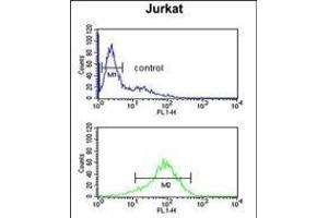 ANR49 Antibody (Center) (ABIN651157 and ABIN2840103) flow cytometric analysis of Jurkat cells (bottom histogram) compared to a negative control cell (top histogram).