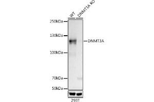 Western blot analysis of extracts from wild type (WT) and [KO Validated] DNMT3A Rabbit mAb knockout (KO) 293T cells, using [KO Validated] DNMT3A Rabbit mAb (ABIN7266806) at 1:500 dilution. (DNMT3A anticorps)