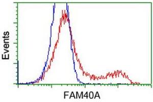Image no. 5 for anti-Striatin Interacting Protein 1 (STRIP1) antibody (ABIN1498204) (STRIP1 anticorps)