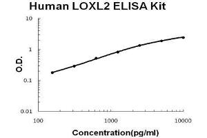 Human LOXL2 PicoKine ELISA Kit standard curve