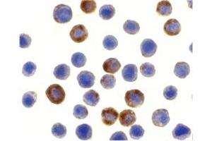 Immunohistochemistry (IHC) image for anti-Baculoviral IAP Repeat-Containing 8 (BIRC8) (N-Term) antibody (ABIN1031417) (ILP-2 anticorps  (N-Term))