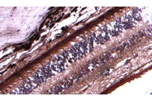 (ABIN570667) (2. (ARR3 anticorps  (C-Term))