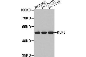 Western blot analysis of extracts of various cell lines, using KLF5 antibody. (KLF5 anticorps  (AA 1-250))