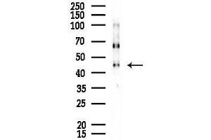 Western blot analysis of lysates from Rat testis, using MAPK12 Antibody at 1/1000 dilution.