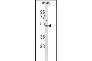 Western blot analysis in A549 cell line lysates (35ug/lane). (NYS48/HAUS8 anticorps  (N-Term))