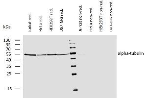 Western blotting analysis of human alpha-tubulin using mouse monoclonal antibody TU-01 on lysates of various cell lines under reducing and non-reducing conditions. (alpha Tubulin anticorps  (Biotin))