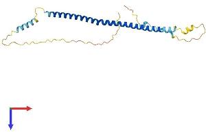 AlphaFold protein structure predicition of Mouse Recombinant Bloc1s4 Protein, UniprotID Q8VED2