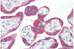 Anti-MSI2 antibody IHC staining of human placenta. (MSI2 anticorps  (N-Term))