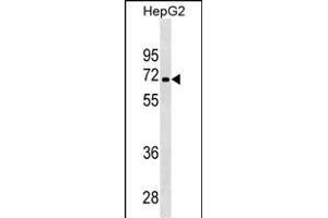 PDK3 Antibody ABIN1539888 western blot analysis in HepG2 cell line lysates (35 μg/lane). (PDK3 anticorps)