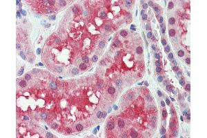 Anti-SLC44A2 antibody IHC of human kidney. (SLC44A2 anticorps  (Internal Region))