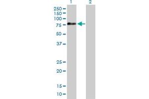 Western Blot analysis of APPL2 expression in transfected 293T cell line by APPL2 MaxPab polyclonal antibody. (APPL2 anticorps  (AA 1-664))