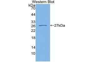 Detection of Recombinant CYPD, Rat using Polyclonal Antibody to Cyclophilin 40 (CYP-40)