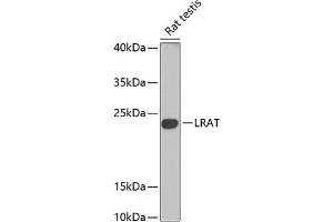 Western blot analysis of extracts of rat testis, using Lrat antibody (ABIN6132019, ABIN6143313, ABIN6143316 and ABIN6222345) at 1:1000 dilution. (LRAT anticorps  (AA 1-194))