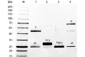 SDS-PAGE of Mouse IgG F(ab')2 Fragment Fluorescein Conjugated .