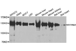 Western blot analysis of extracts of various cell lines, using PITRM1 antibody. (PITRM1 anticorps)