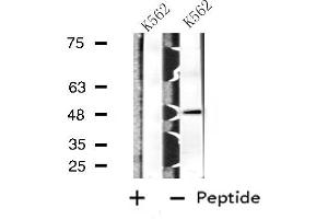 Western blot analysis of extracts from K562 cells, using BAG4 antibody. (BAG4 anticorps  (Internal Region))
