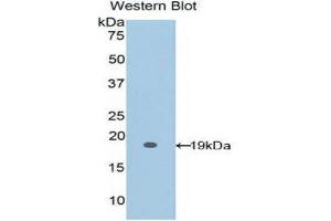 Western Blotting (WB) image for anti-Fibrillin 1 (FBN1) (AA 1475-1638) antibody (ABIN1858828) (Fibrillin 1 anticorps  (AA 1475-1638))