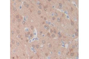 Used in DAB staining on fromalin fixed paraffin- embedded brain tissue (PLSCR4 anticorps  (AA 1-299))