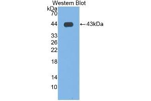 Western Blotting (WB) image for anti-Indoleamine 2,3-Dioxygenase (IDO) (AA 2-403) antibody (ABIN1174758) (IDO anticorps  (AA 2-403))