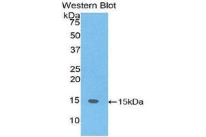 Western Blotting (WB) image for anti-SH2 Domain Containing 1A (SH2D1A) (AA 18-115) antibody (ABIN3202059) (SH2D1A anticorps  (AA 18-115))