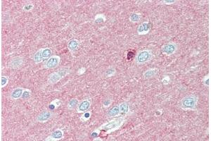 Anti-CADM2 antibody  ABIN1100376 IHC staining of human brain, cortex. (CADM2 anticorps  (Internal Region))