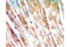 Rat heart tissue was stained by anti-AdipoR2 (374-386) (Human) Antiserum