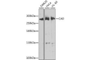 Western blot analysis of extracts of various cell lines, using CAD antibody. (CAD anticorps  (AA 1650-1900))
