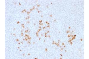 Formalin-fixed, paraffin-embedded human Tonsil stained with Anti-human IgG Rabbit Polyclonal Antibody. (IGHG anticorps)
