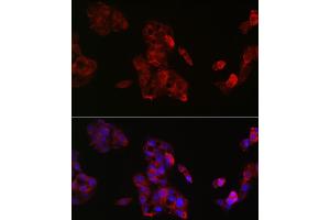 Immunofluorescence analysis of HepG2 cells using IGF2 Rabbit pAb (ABIN3022872, ABIN3022873, ABIN3022874 and ABIN6219274) at dilution of 1:50 (40x lens).
