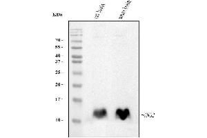 Western blot analysis of GNG2 using anti-GNG2 antibody (ABIN7600504).