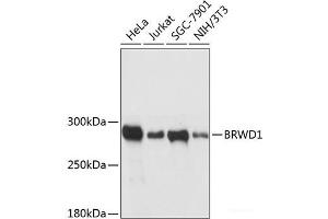 Western blot analysis of extracts of various cell lines using BRWD1 Polyclonal Antibody at dilution of 1:3000. (BRWD1 anticorps)