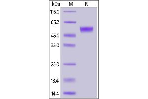 Biotinylated Human PVRIG, Fc,Avitag™ (HPLC verified) on  under reducing (R) condition. (PVRIG Protein (AA 41-171) (Fc Tag,AVI tag,Biotin))