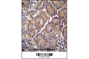 MMRN2 Antibody immunohistochemistry analysis in formalin fixed and paraffin embedded human stomach tissue followed by peroxidase conjugation of the secondary antibody and DAB staining. (MMRN2 anticorps  (C-Term))