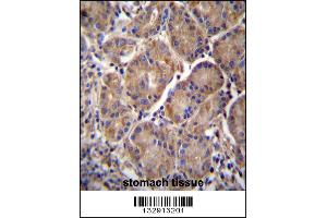 MMRN2 Antibody immunohistochemistry analysis in formalin fixed and paraffin embedded human stomach tissue followed by peroxidase conjugation of the secondary antibody and DAB staining.