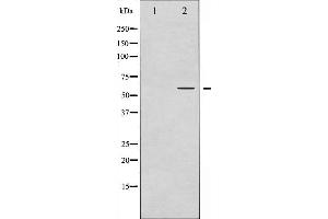Western blot analysis of IRF-3 phosphorylation expression in Insulin treated HT29 whole cell lysates,The lane on the left is treated with the antigen-specific peptide. (IRF3 anticorps  (pSer386))
