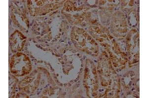 IHC image of ABIN7156171 diluted at 1:200 and staining in paraffin-embedded human kidney tissue performed on a Leica BondTM system. (RHBDF2 anticorps  (AA 1-200))