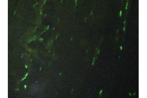 Detection of H3 in Rat Placenta Tissue using Polyclonal Antibody to Histone H3 (H3)